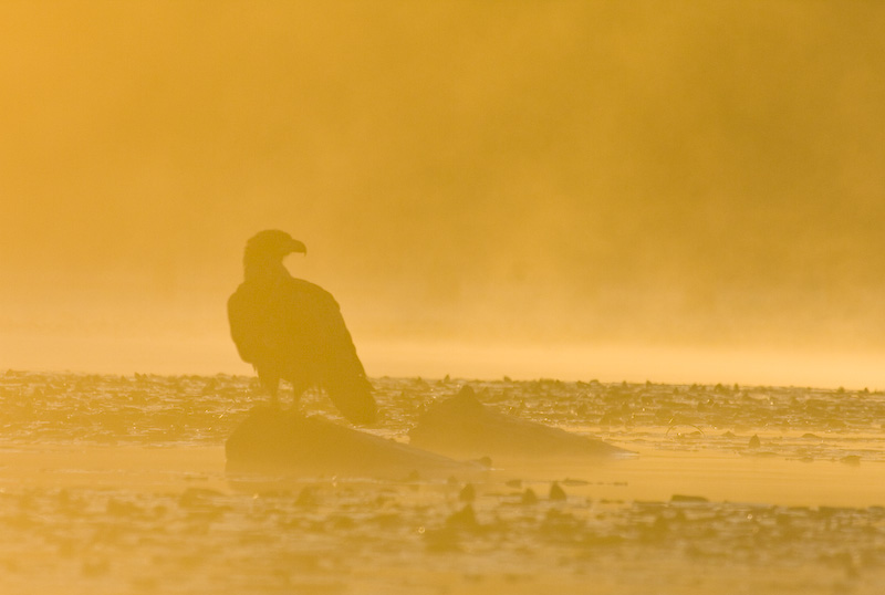 Bald Eagle Silhouette At Sunrise